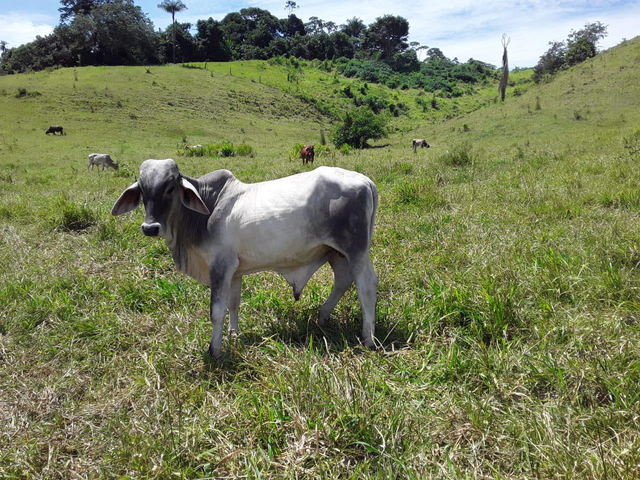 Bovino De Levante En Pie De 180 Kg