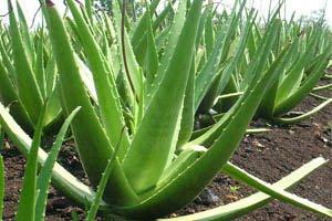 Aloe Vera Sabila