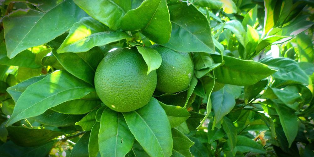 Citrico Tahiti