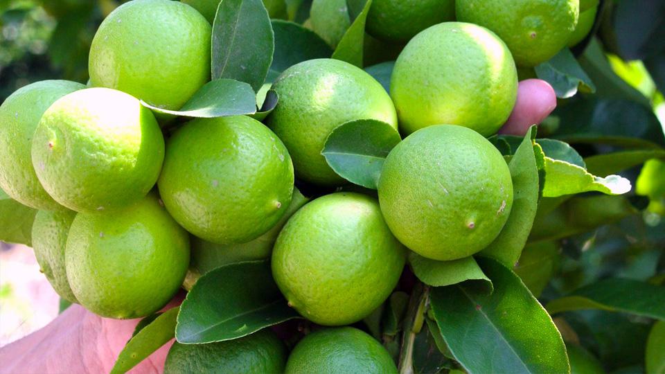 Limon Tahiti