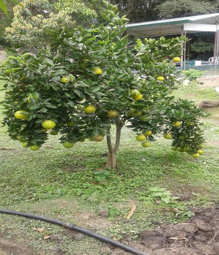 Limon Tahiti