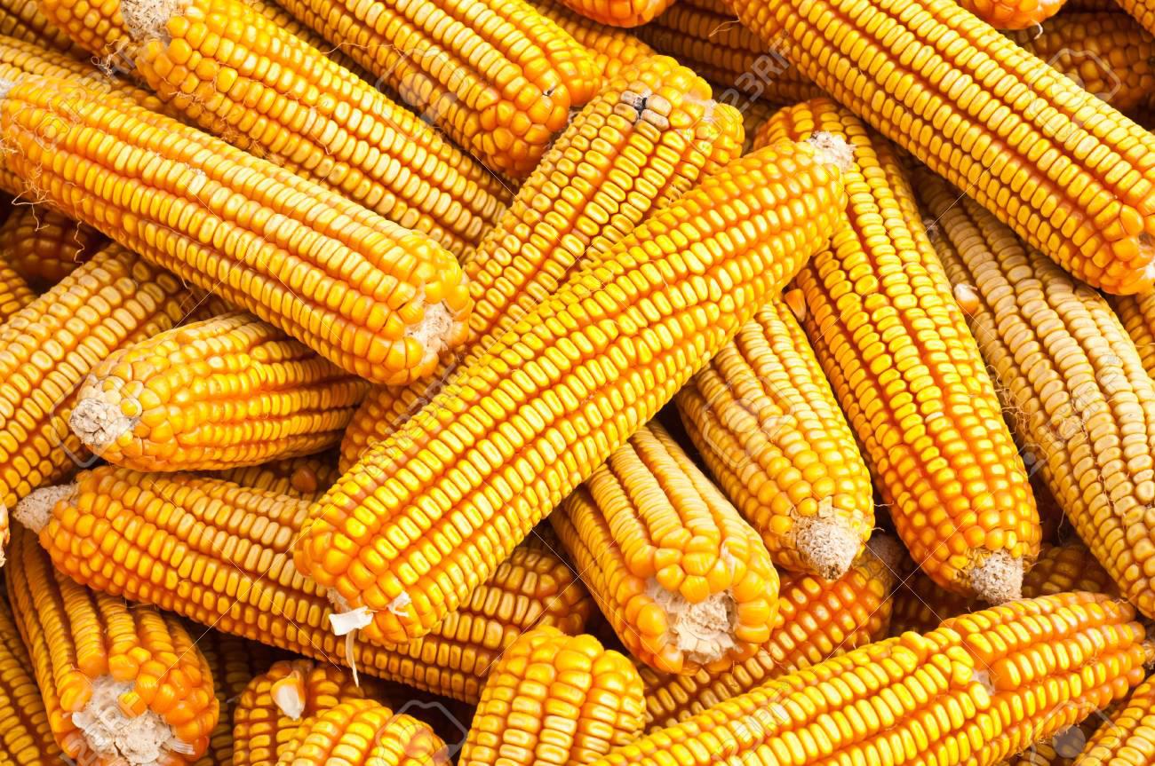 Maiz Criollo Amarillo