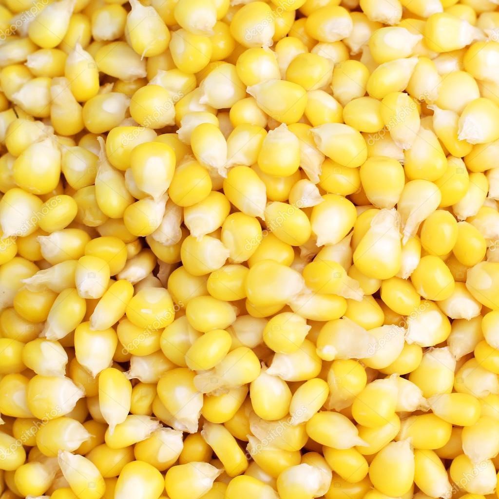 Semillas De Maiz