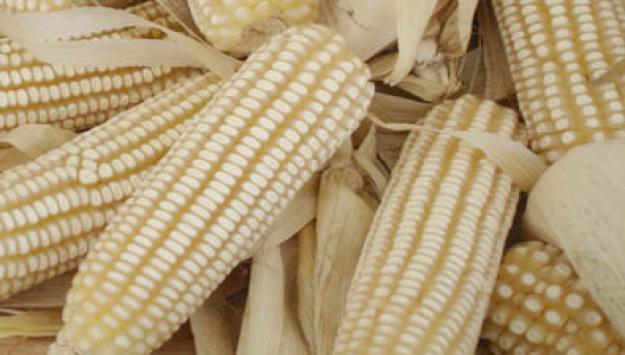 Maiz Blanco Exelente Calidad