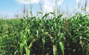 Maiz Verde Hidrido Synko