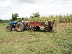 Semilla De Pasto King Grass