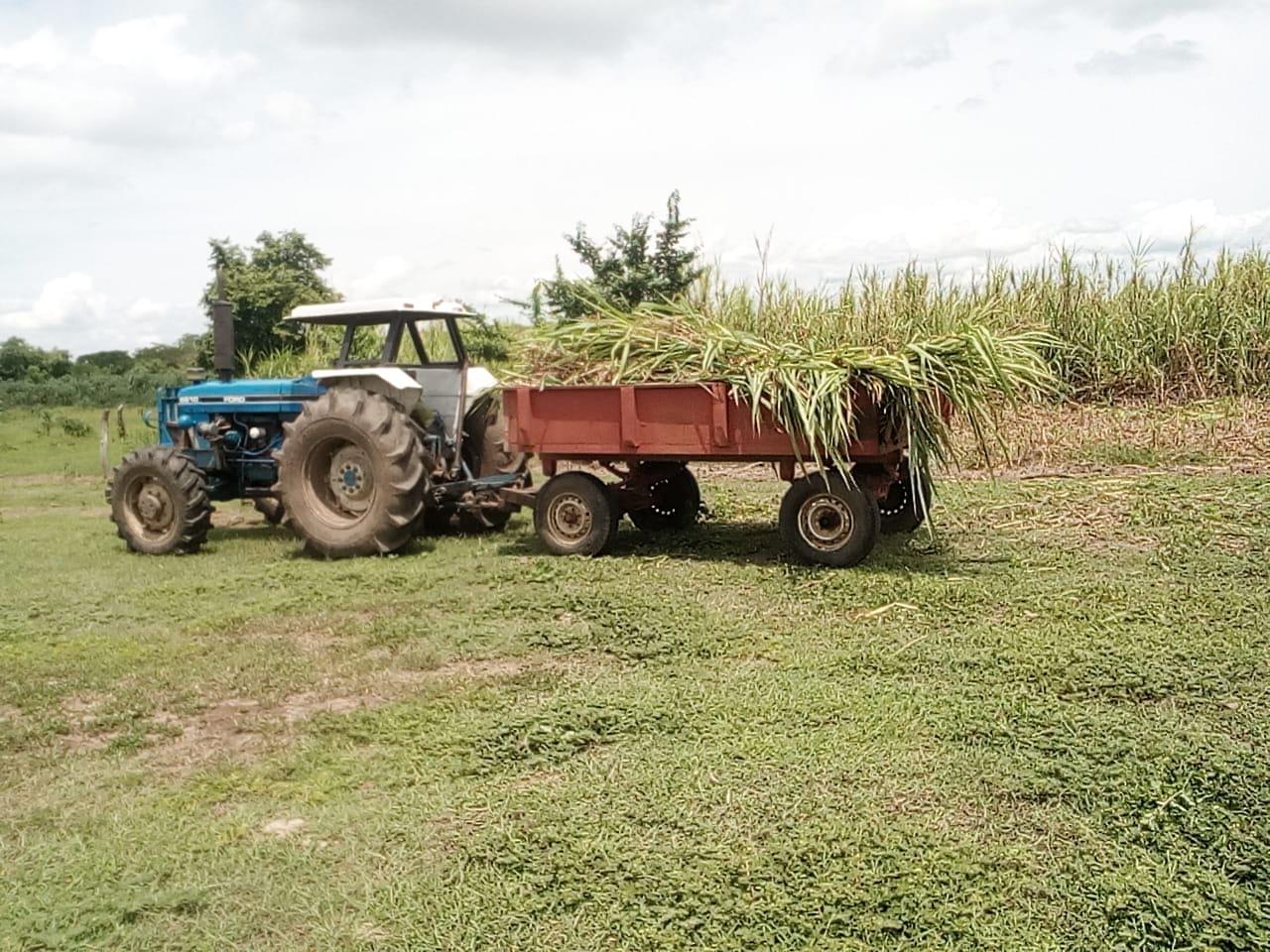 Semilla De Pasto King Grass