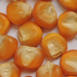 Maiz Variedad Ica 109 Y Medellin