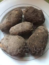 Malanga Criolla