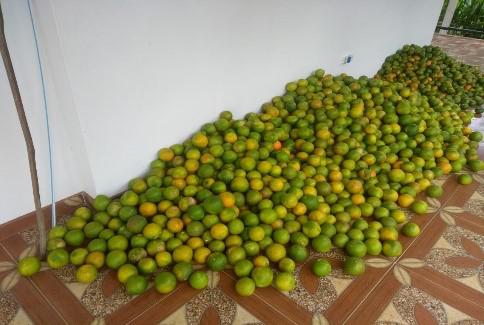 Mandarina Arrayana