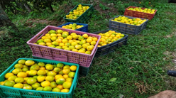 Naranja De Variedad Tangelo