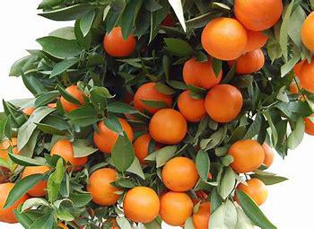 Mandarina