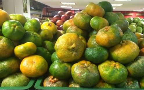 Mandarina