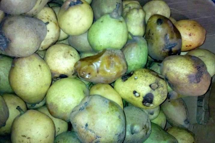 Mango Madurito Sumerced
