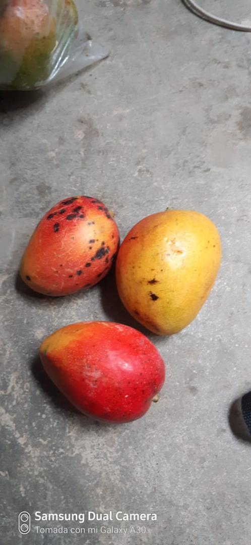 Mango Criollo Timhobo Chancleta