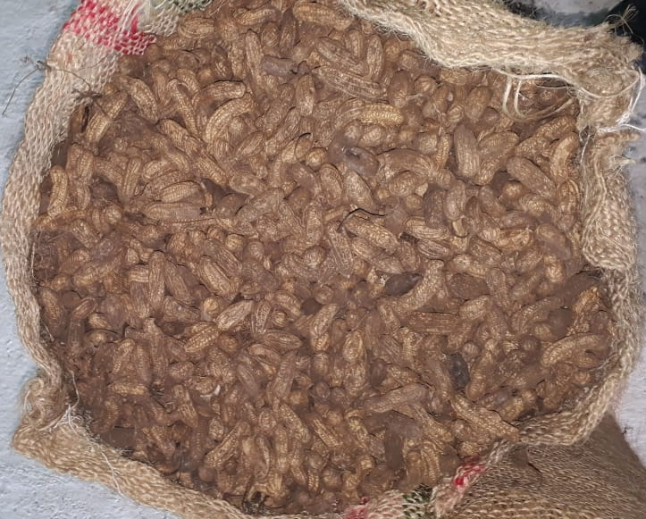 Mani Fresco Recien Cosechado En Vaina