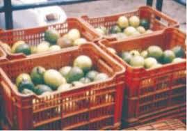 Maracuya Cultivo En Preventa Canastilla