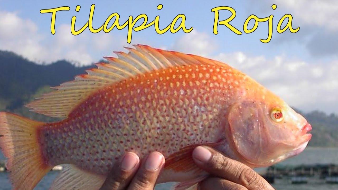 Tilapia Roja