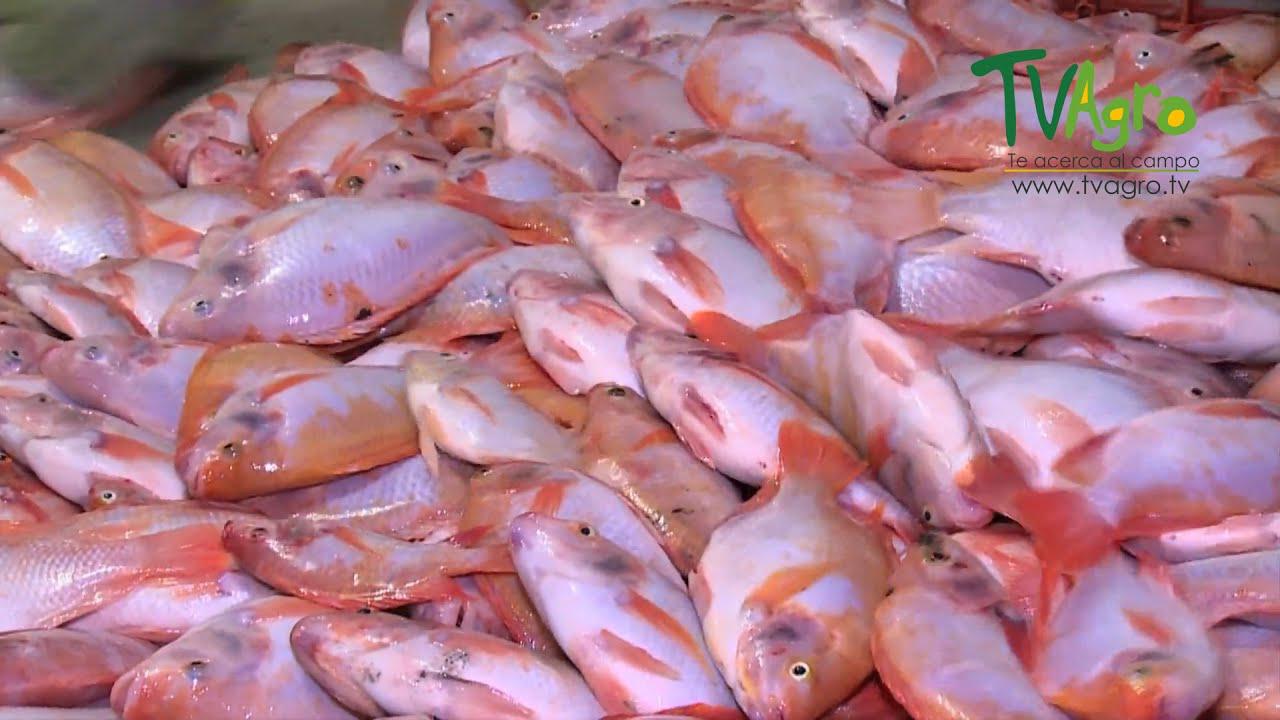 Tilapia