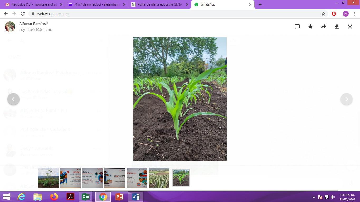 Mazorca Sabanera Por Bandeja De Kilo