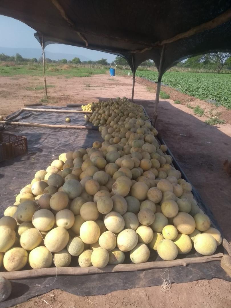 Melon Camino