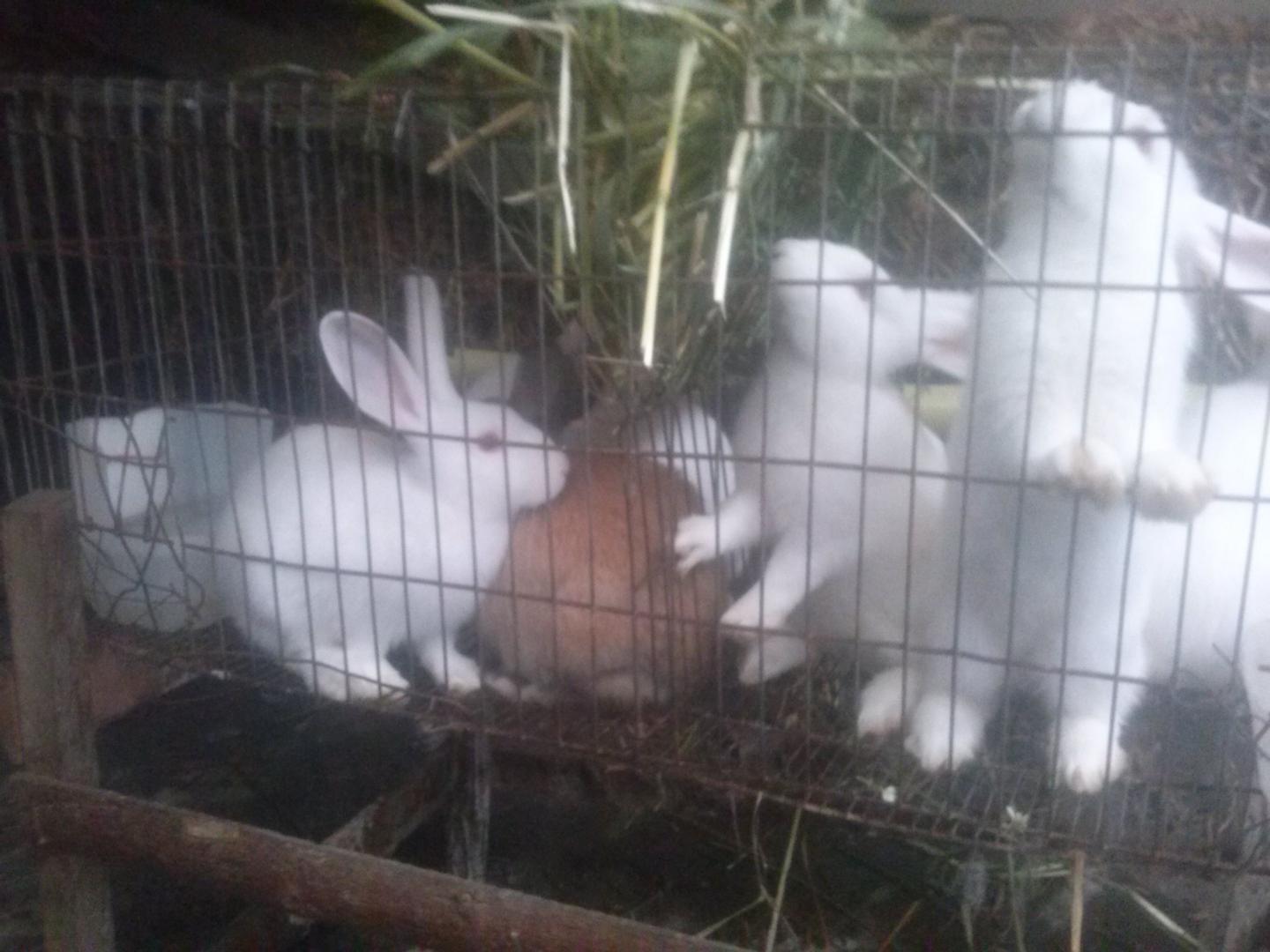 Conejo