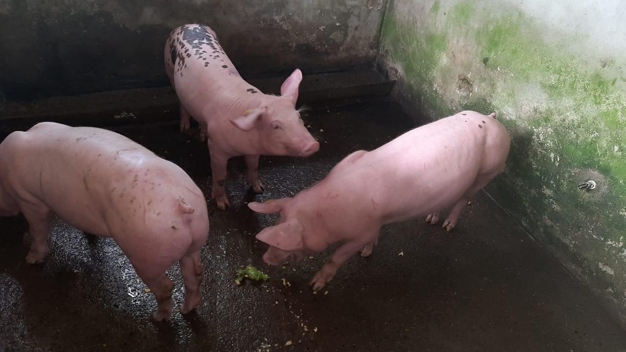 Cerdos De Levante Y Ceba