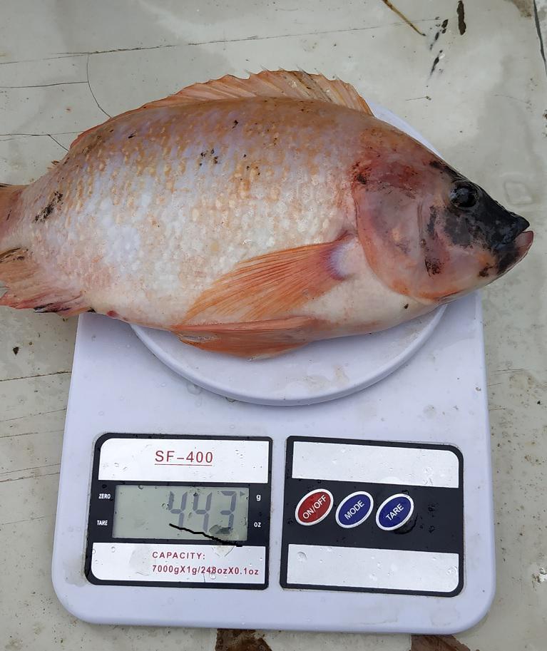Mojarra Roja
