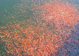 Mojarra Roja