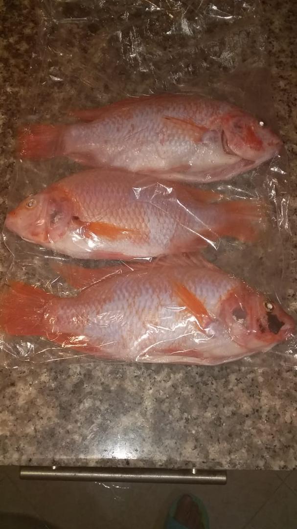 Mojarra Roja Tecnificada