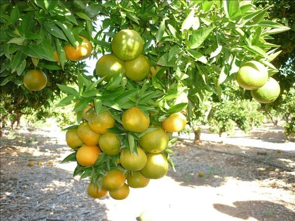 Naranja