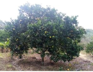 Naranja Valencia