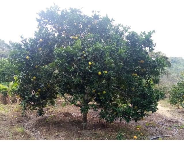 Naranja Valencia