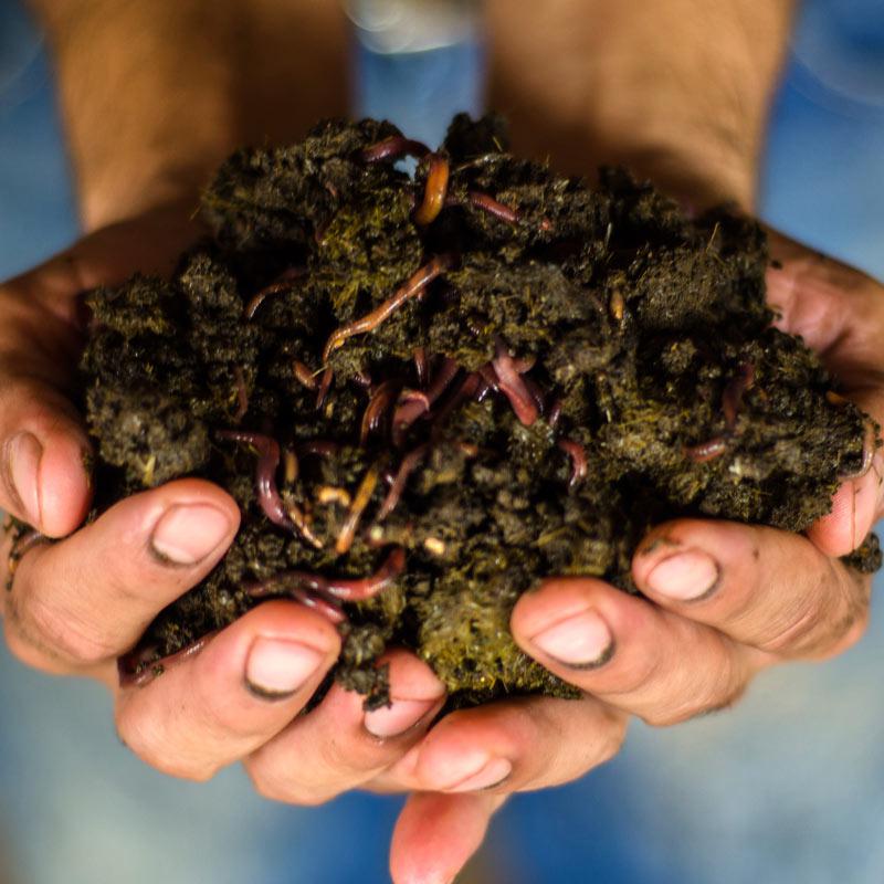 Pie De Cria De Lombriz Roja Californiana Lombrices En Tierra