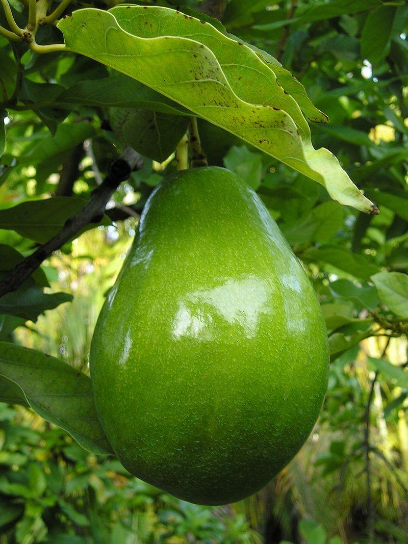 Aguacate