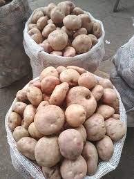 Papa Pastusa Bulto