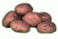 Papa Pastusa