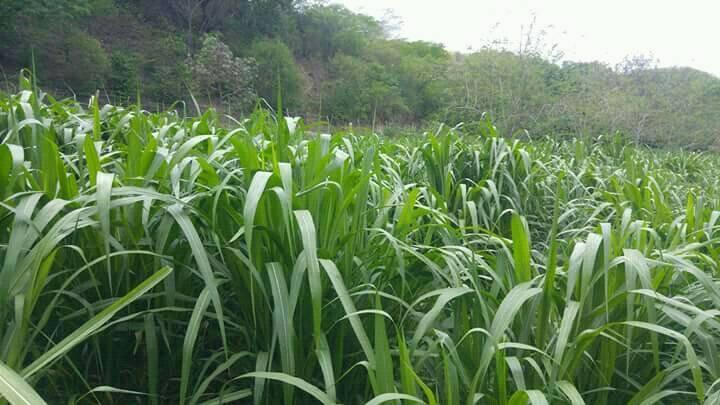 Pasto Cuba 22