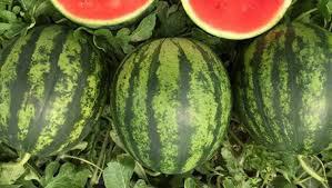 Patilla Rayada