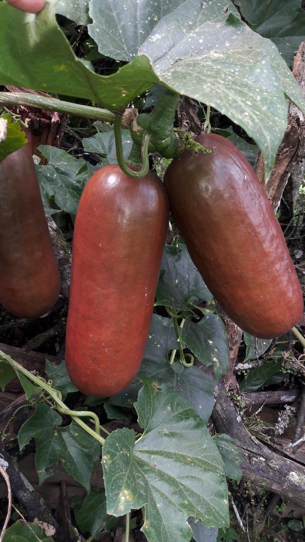 Pepino Melocoton