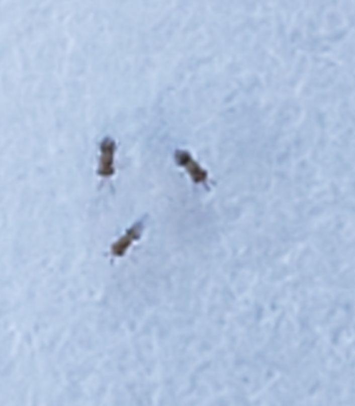 Trichogramma