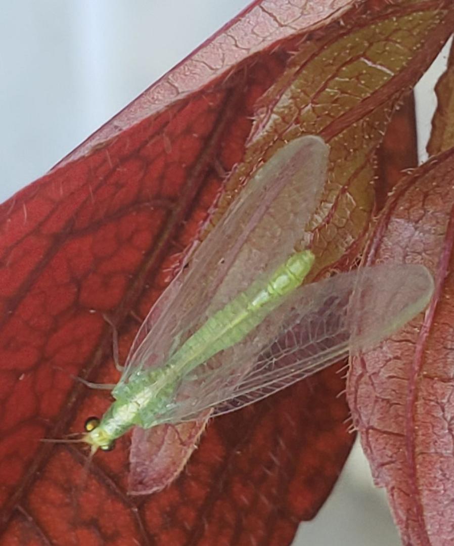 Chrysoperla Carnea