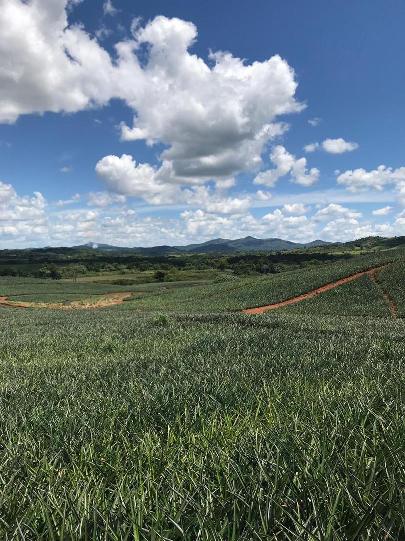 Pinas Organicas De Calidad Certificadas Aptas Para Exportacion
