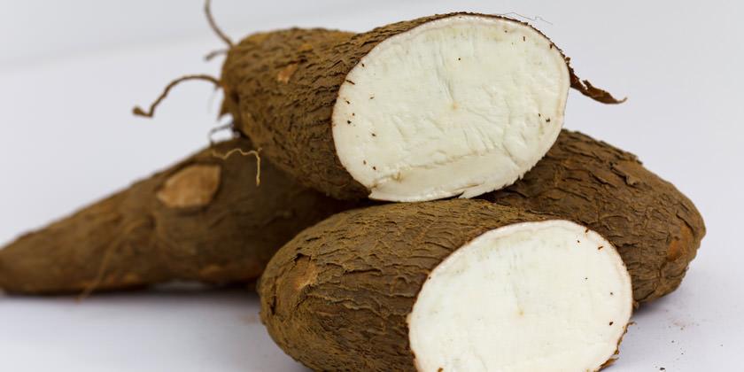 Yuca Criolla
