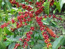Cafe Organico Variedad Tipica Tabi