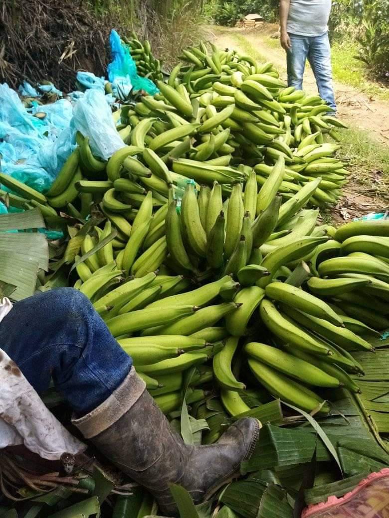 Platano Dominico Harton