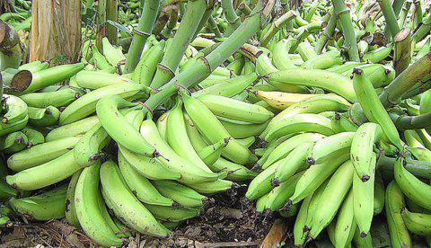 Platano Quindeano