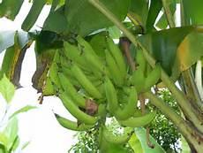 Platano Verde Harton