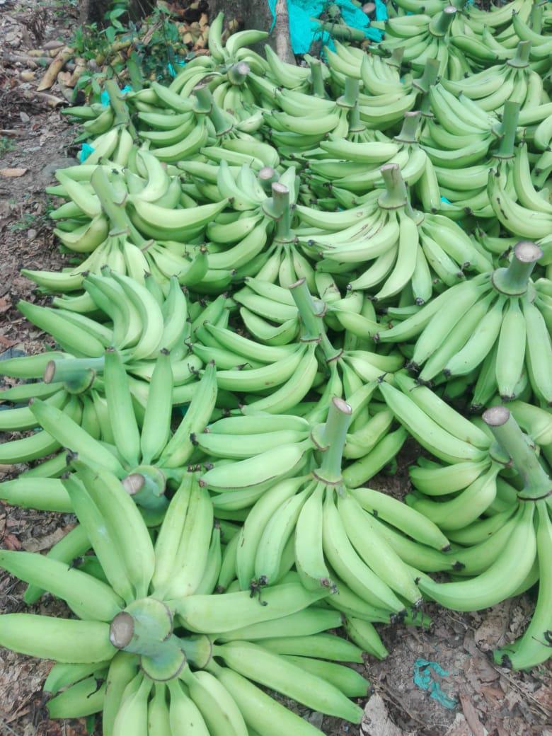 Platano Harton