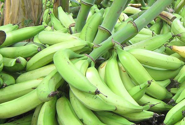 Platano Organico Por Arroba